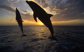 Дельфины выпрыгивают из воды, закат HD обои