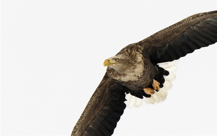 орел крылья обои,s изображение