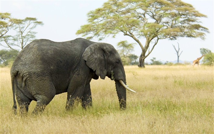 Слон, трава, деревья обои,s изображение