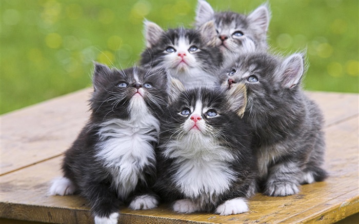 Пять котят обои,s изображение