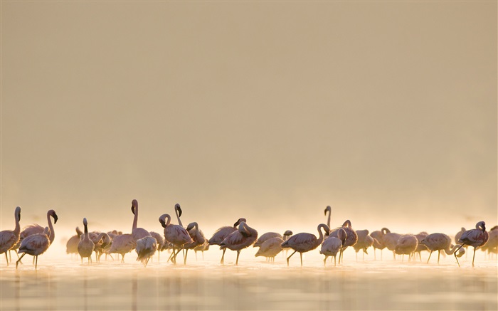 Фламинго, озеро обои,s изображение