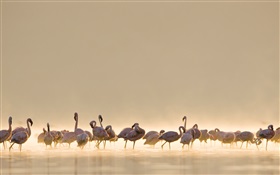 Фламинго, озеро HD обои