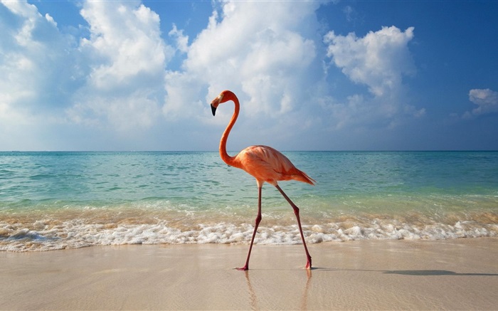 Фламинго прогуляться на пляже обои,s изображение