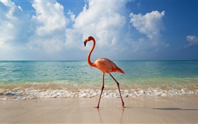 Фламинго прогуляться на пляже HD обои