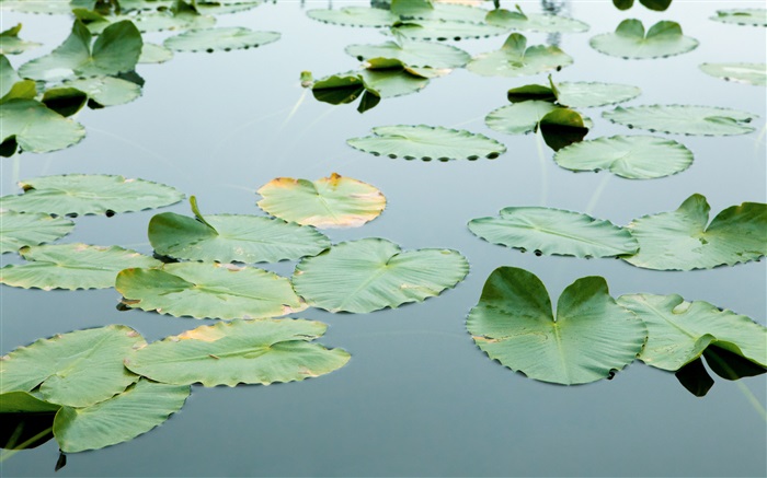 Плавающие листья в воде обои,s изображение
