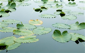 Плавающие листья в воде HD обои