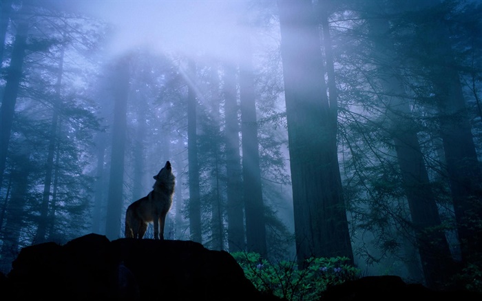 Лес волк обои,s изображение