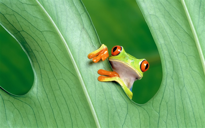 Лягушка, листья обои,s изображение