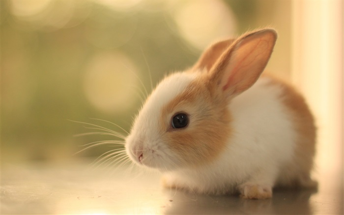 Пушистый кролик куб обои,s изображение