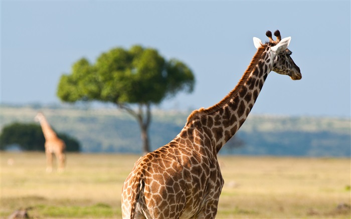 Жирафы, Африки Дикая жизнь обои,s изображение