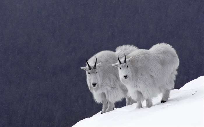 Коза на снегу обои,s изображение