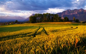 Золотые поля пшеницы, деревья, Альпы HD обои