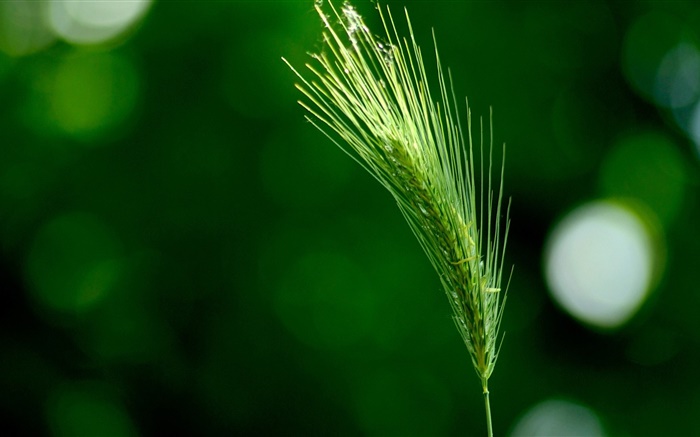 Трава крупным планом, зеленый лисохвост обои,s изображение