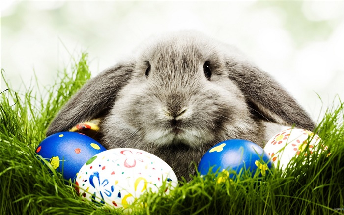 Серый кролик и яйца обои,s изображение