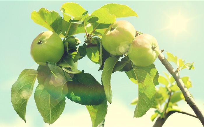 Зеленый яблоня обои,s изображение