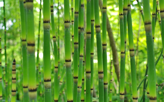 Зеленый бамбук, весна обои,s изображение
