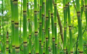 Зеленый бамбук, весна HD обои