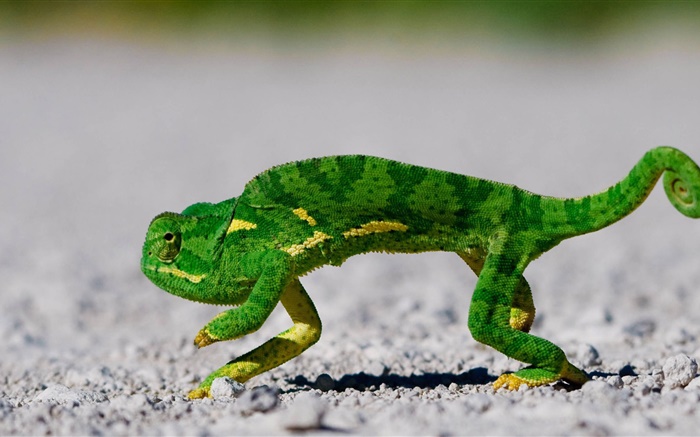 зеленый хамелеон на дороге обои,s изображение