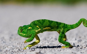 зеленый хамелеон на дороге