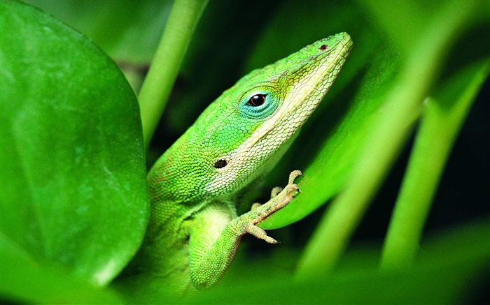 Зеленая ящерица обои,s изображение