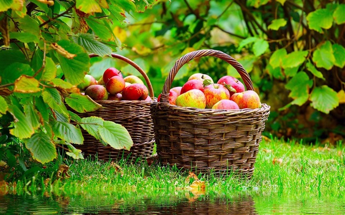 Урожай яблок обои,s изображение