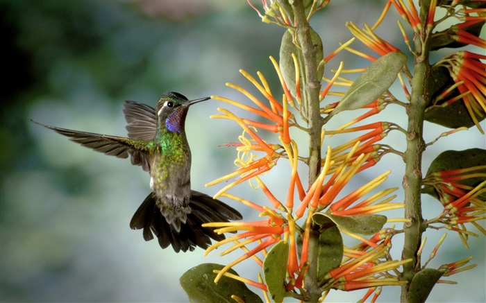 Колибри собирают нектар обои,s изображение