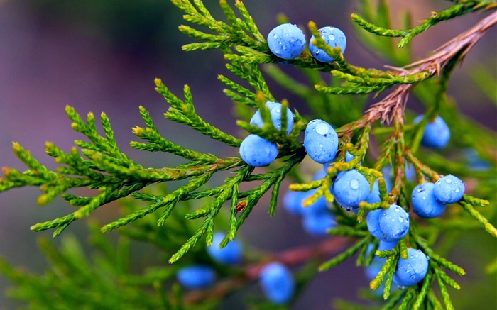 можжевельник, синие ягоды, капли воды обои,s изображение