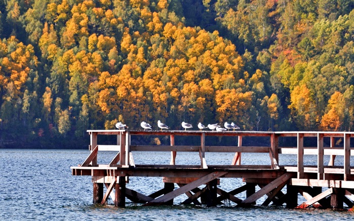 Озеро Байкал, Россия, мол, птицы, деревья обои,s изображение