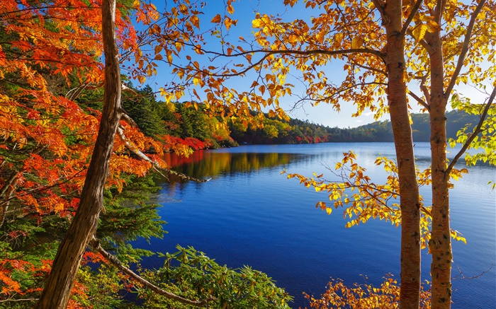 Озеро, деревья, лес, голубое небо, осень обои,s изображение