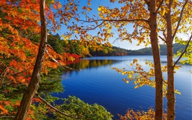 Озеро, деревья, лес, голубое небо, осень
