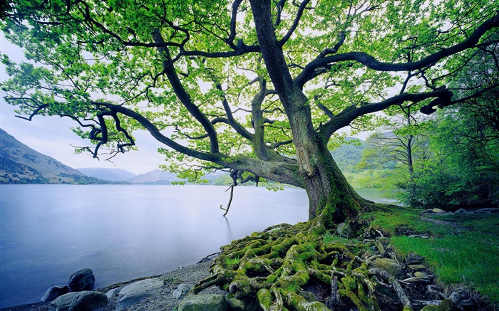 Озеро, деревья, лето обои,s изображение