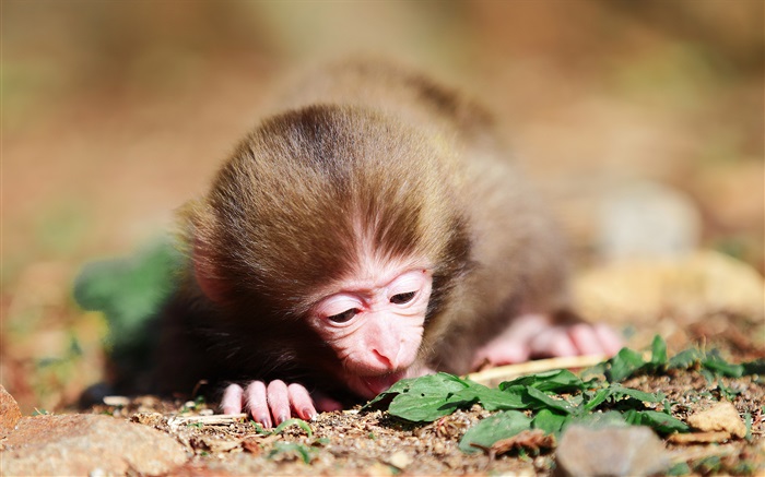 Маленькая обезьянка обои,s изображение