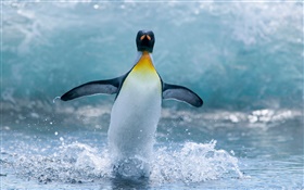 Одинокий пингвин Антарктики HD обои