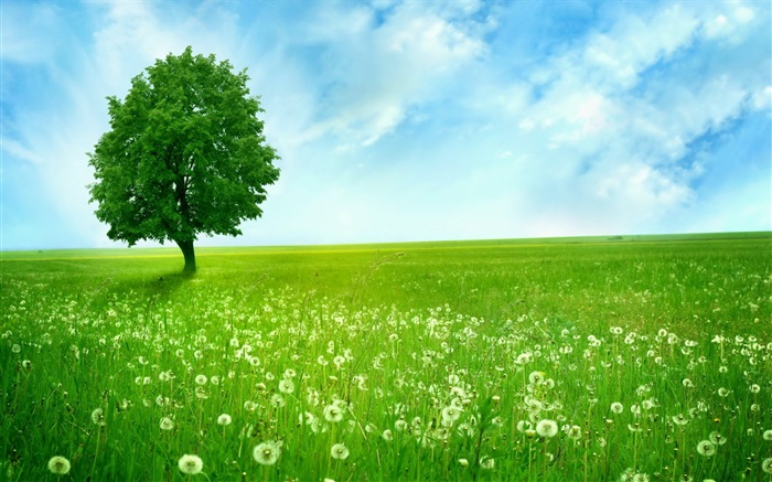 Одинокое дерево, весна, луг обои,s изображение