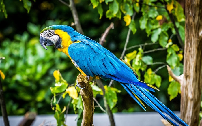 Прекрасный синий попугай перья обои,s изображение