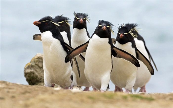 Многие пингвины обои,s изображение