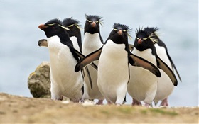 Многие пингвины HD обои
