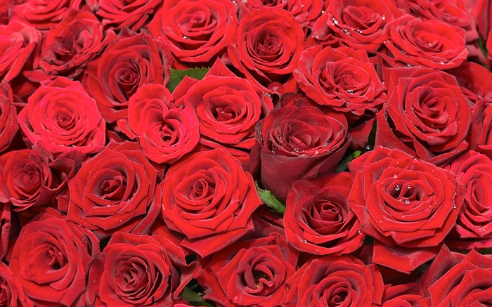 Многие красная роза цветы обои,s изображение