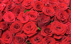 Многие красная роза цветы