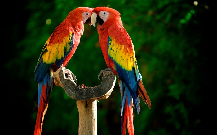 Одна пара попугаев обои,s изображение