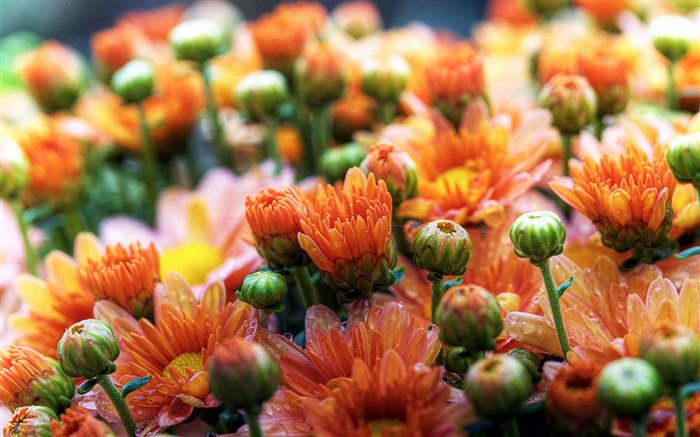 оранжевые цветы ромашки обои,s изображение