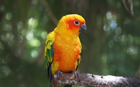 оранжевый перо попугая HD обои