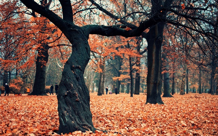 Парк, деревья, красные листья на земле обои,s изображение