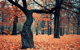 Парк, деревья, красные листья на земле HD обои