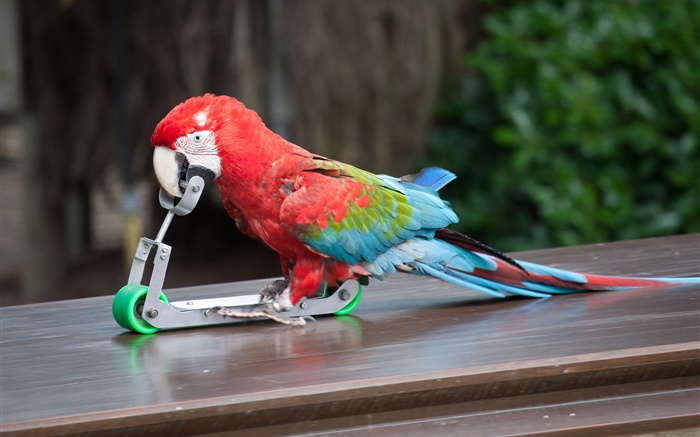 попугай игра скейтбординга обои,s изображение