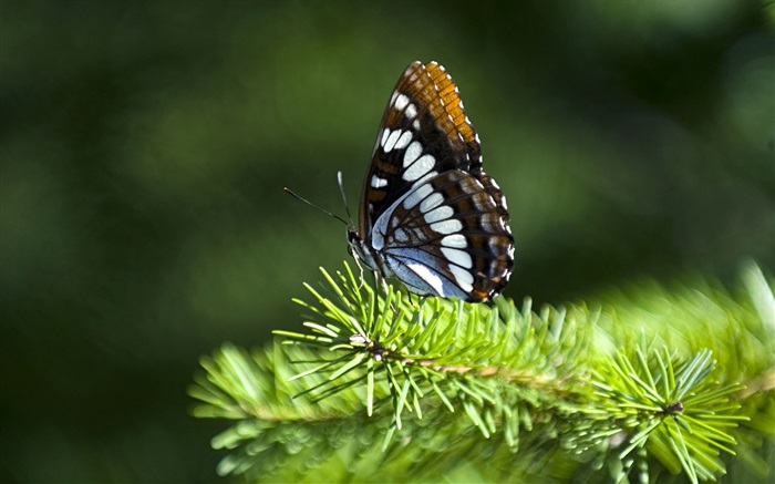 Сосновые ветки, бабочки обои,s изображение
