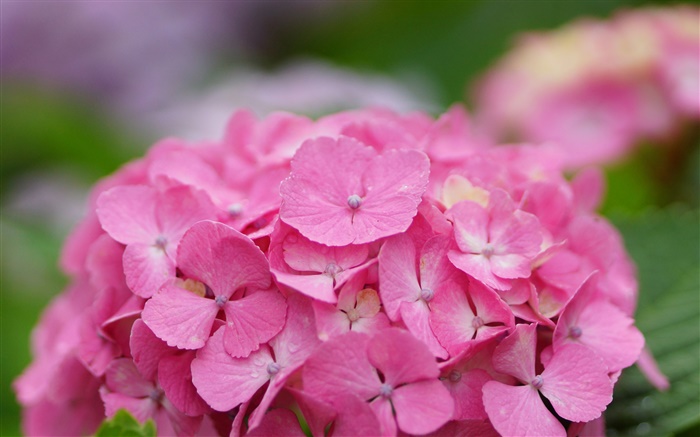Розовые цветы гортензии обои,s изображение