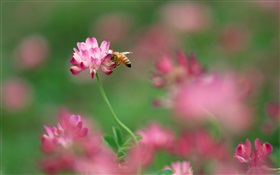 Розовые цветочки, пчелы HD обои