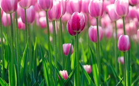 Розовые цветы тюльпана, рассвет