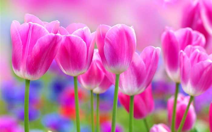 Розовые тюльпаны цветы, размытия фона обои,s изображение